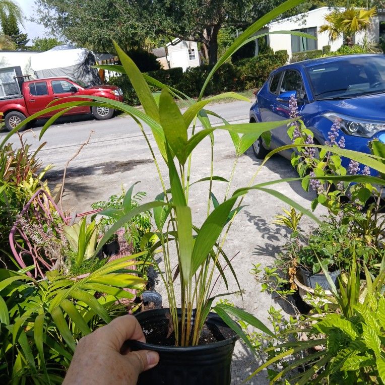 Areca Palm Potted Houseplant Landscape Plant