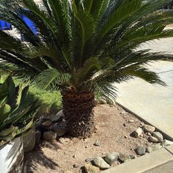 PALM FOR SALE $139