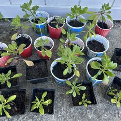 African Daisy Seedlings – Some With Buds – $2 Each