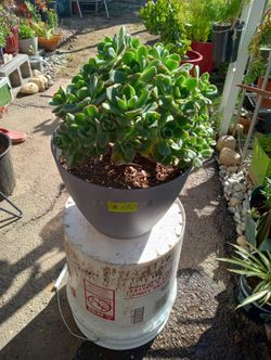 Plant