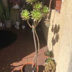 3 Ft tall Succulent Plant