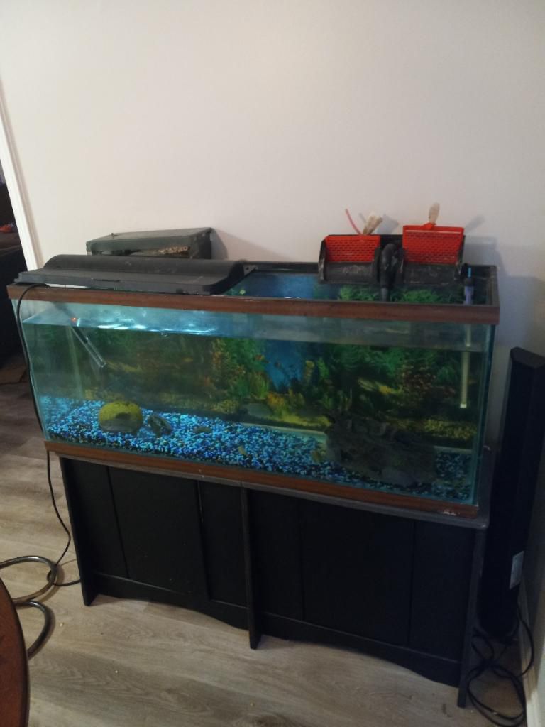50 Gallon Fish tank 