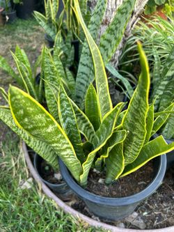 Snake  plant