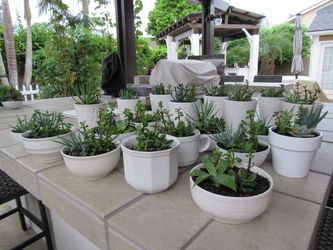 Many White Garden Pots With Succulents
