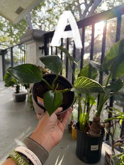 NEED PLANTS GONE!