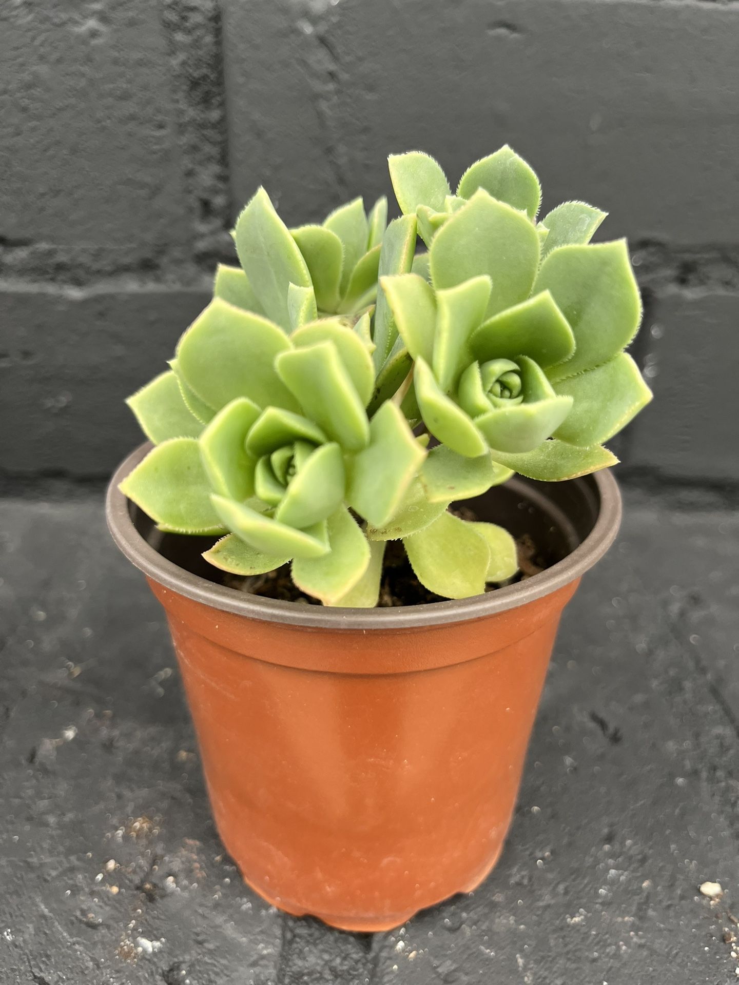 Succulents
