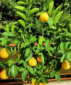 Lemon Trees