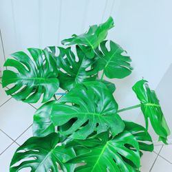Monstera Natural Splitting Leaf Cheese Plants/Monstera Deliciosa Plants - 2.5 gallon nursery container - Ceramic Pot Not Including - Indoor Plant 