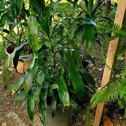 #4 Indoor Plant healthy and green plant. 5gal  $20 & 10gal  $30