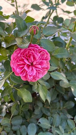 š¹ LEONARDO DA VINCI ROSE ā 5 GALLON | BIG BUSH | FULL OF BLOOMS š¹