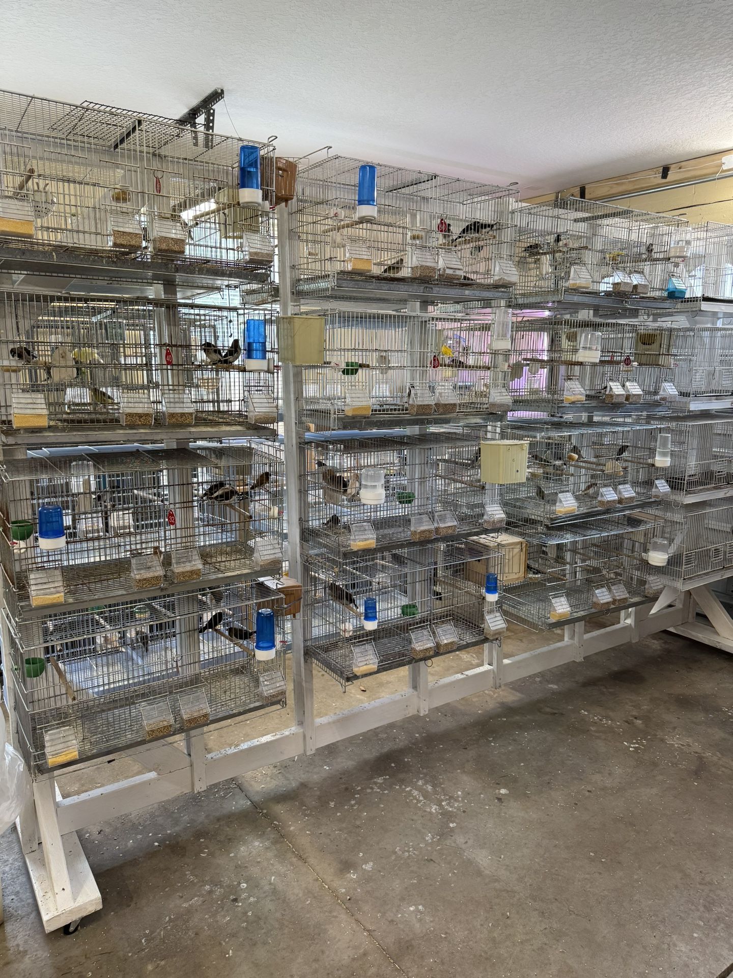 Birds And Cages