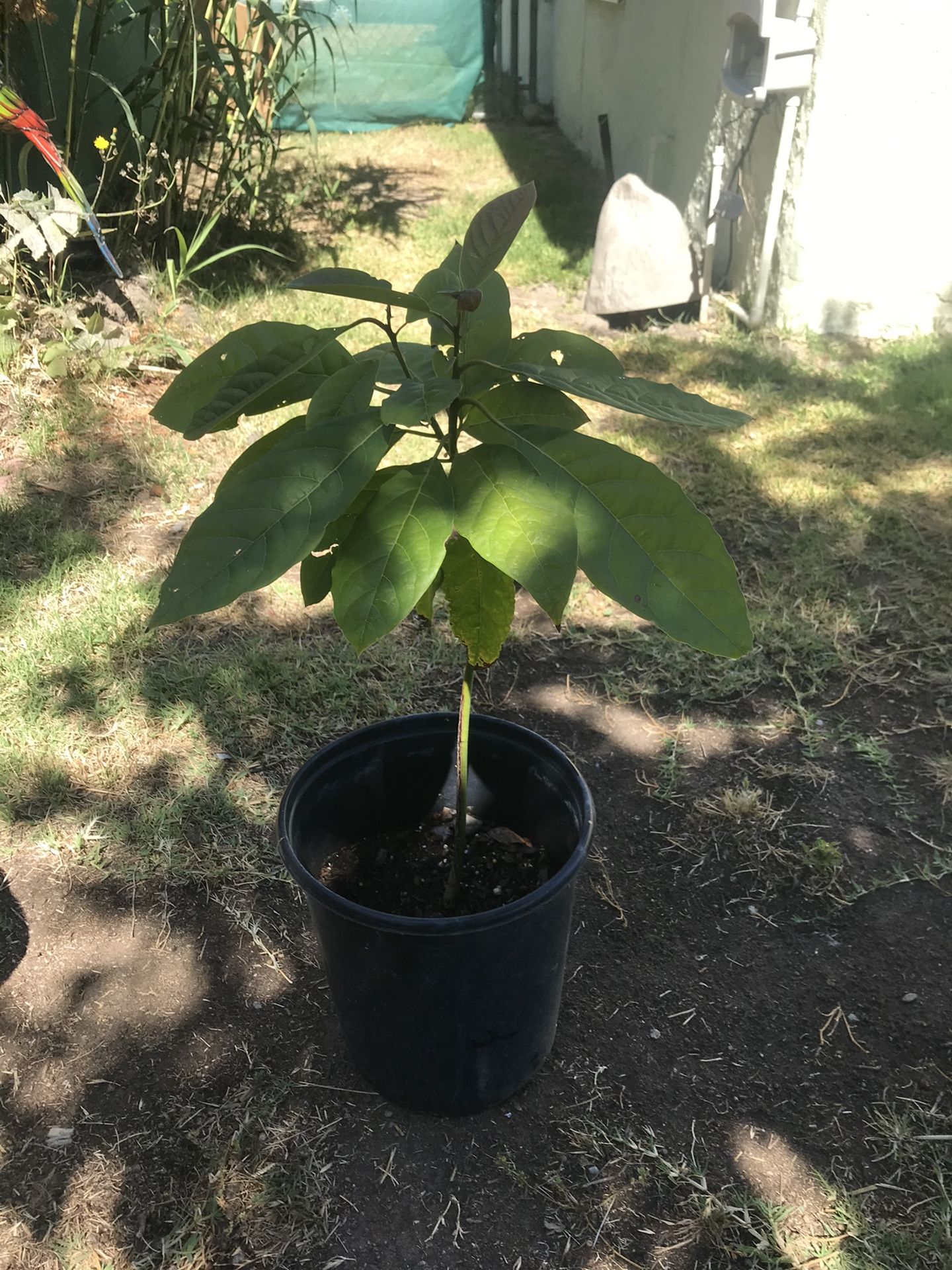 Avocado Tree
