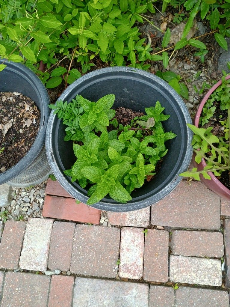 Fresh Organic Mint