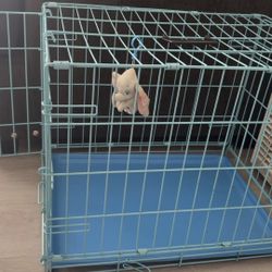 Blue Dog Cage 