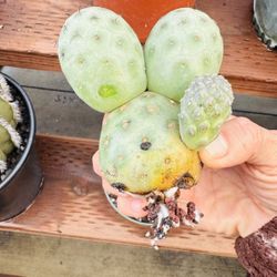 Tephrocactus Cluster 