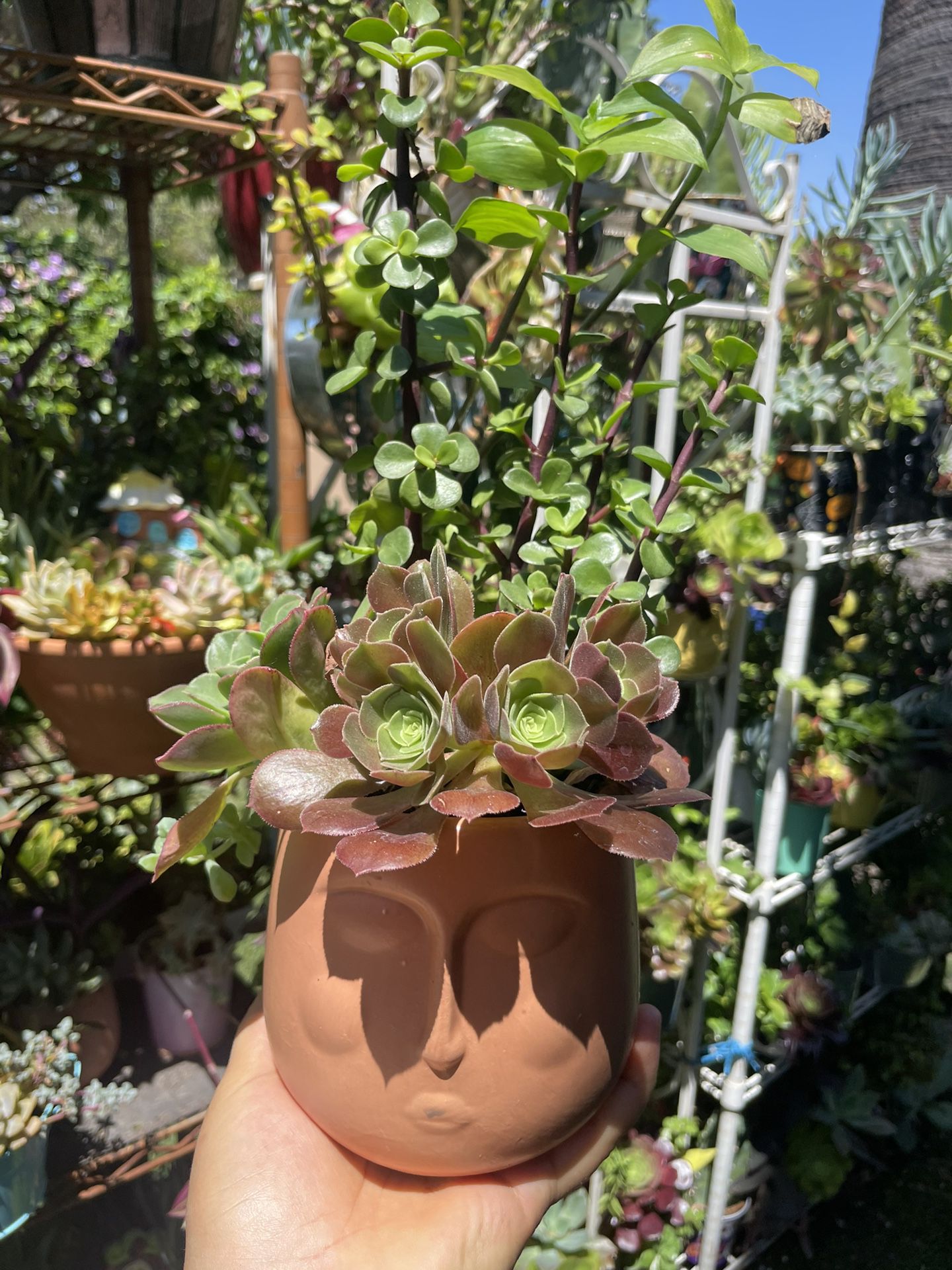 Cute Succulent 🪴