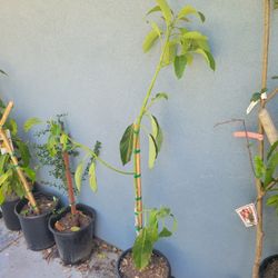Hass AVOCADO TREE