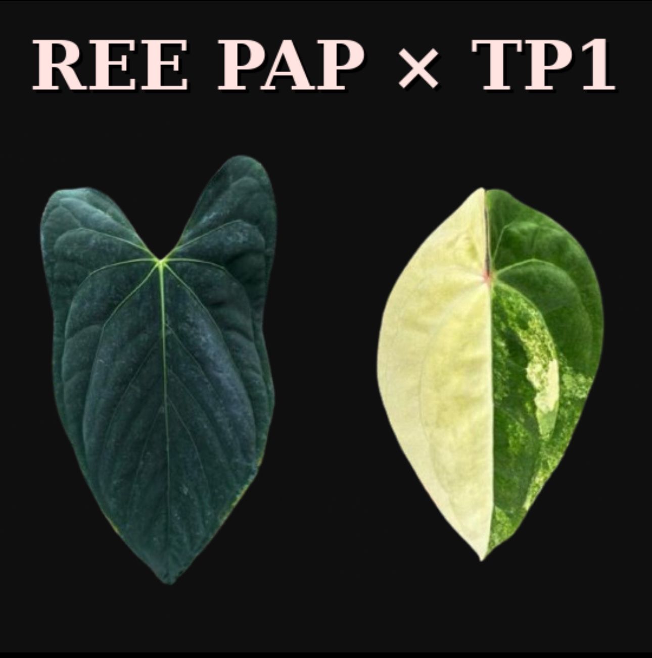 REE PAP X Thai Pap 1 