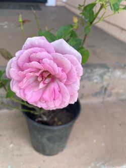 Purple Rose Plant