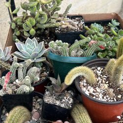 Succulents And More