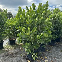 Clusia 15 Gallon Plants 