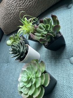 Mini Plastic Plants 2/$1