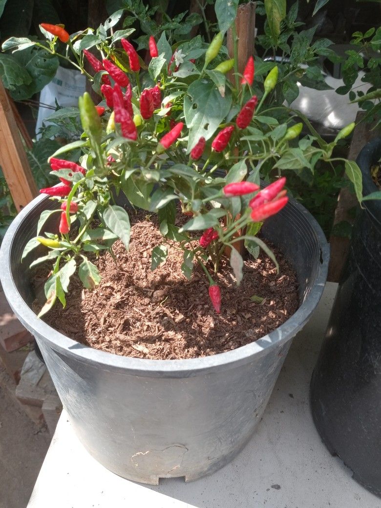 Matas de Chiles