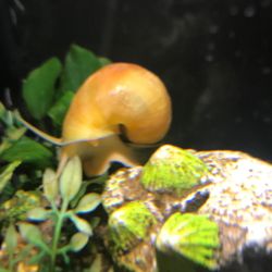 Two Gold Mystery Snails