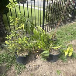 Árbol De Mango Petacon