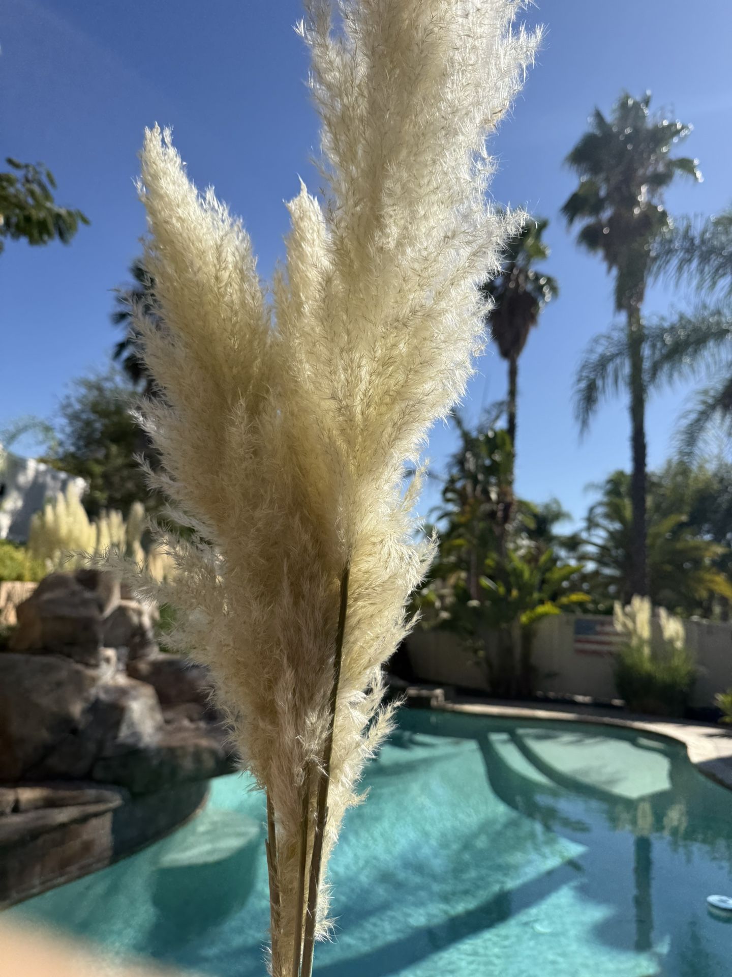 Pampas