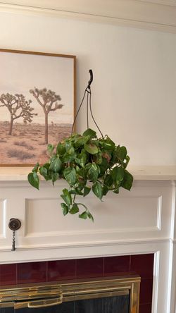 Plant