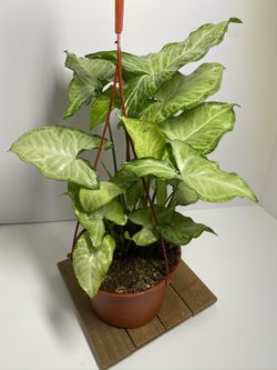 Syngonium plant