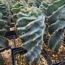 Spiral Cactus 
