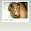 Cowboy