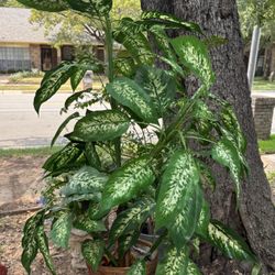 Gorgeous Artificial Dieffinbachia Plant In a Brown Basket Weave Pot