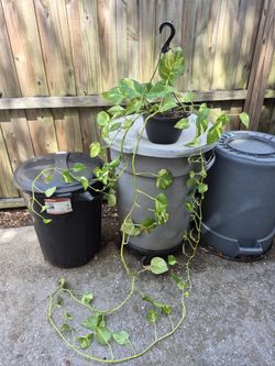 Large Trailing Pathos Hanging Plant Indoor / Outdoor