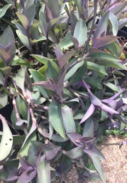 Plants - Wondering Jew $5