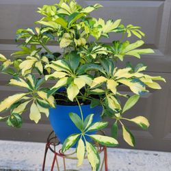 Trinette Plant In Blue Pot 