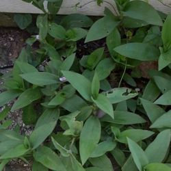Purple Plants (Needs Lots Of Sun) $10.00 @ Grocery Bag Each (Serious Buyers) Cash Only  