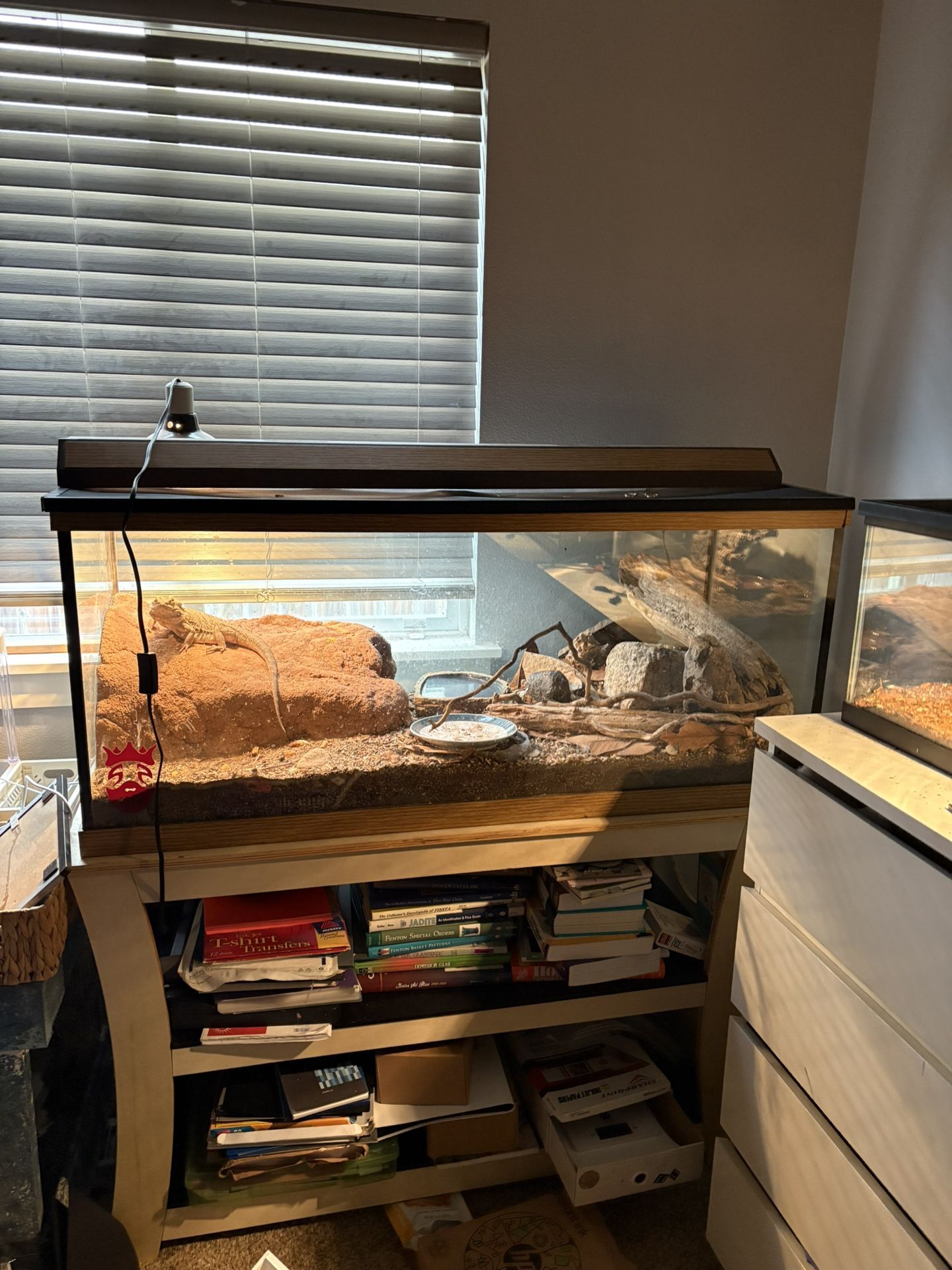 Bearded dragon with tank and stand