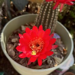 Cactus Plant
