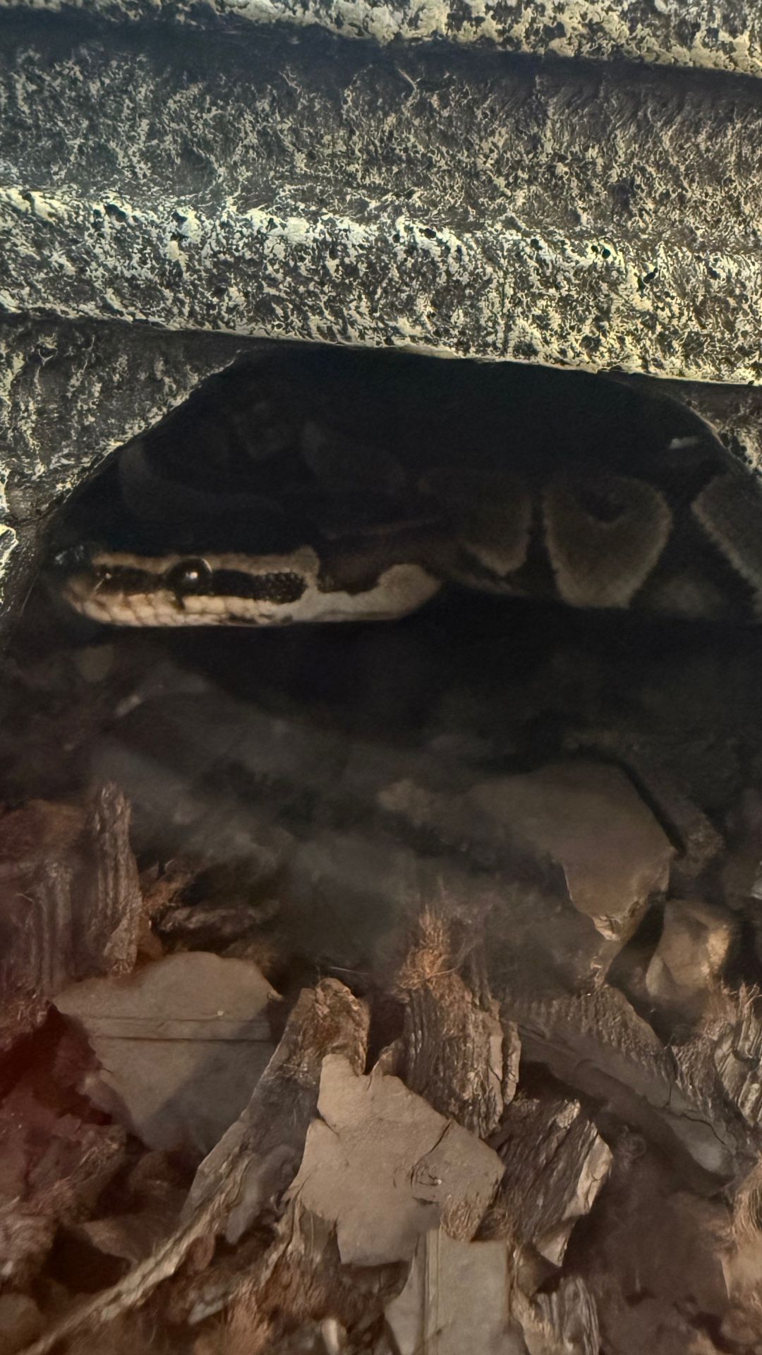 Ball Python 