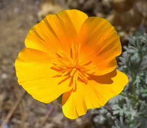 California Poppy Seed Bombs — 10 Pack | Full Sun | Easy Annual | Pollinator