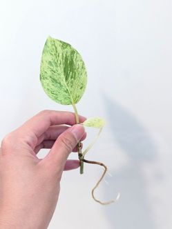 Japanese Teruno Alice Pothos Cutting