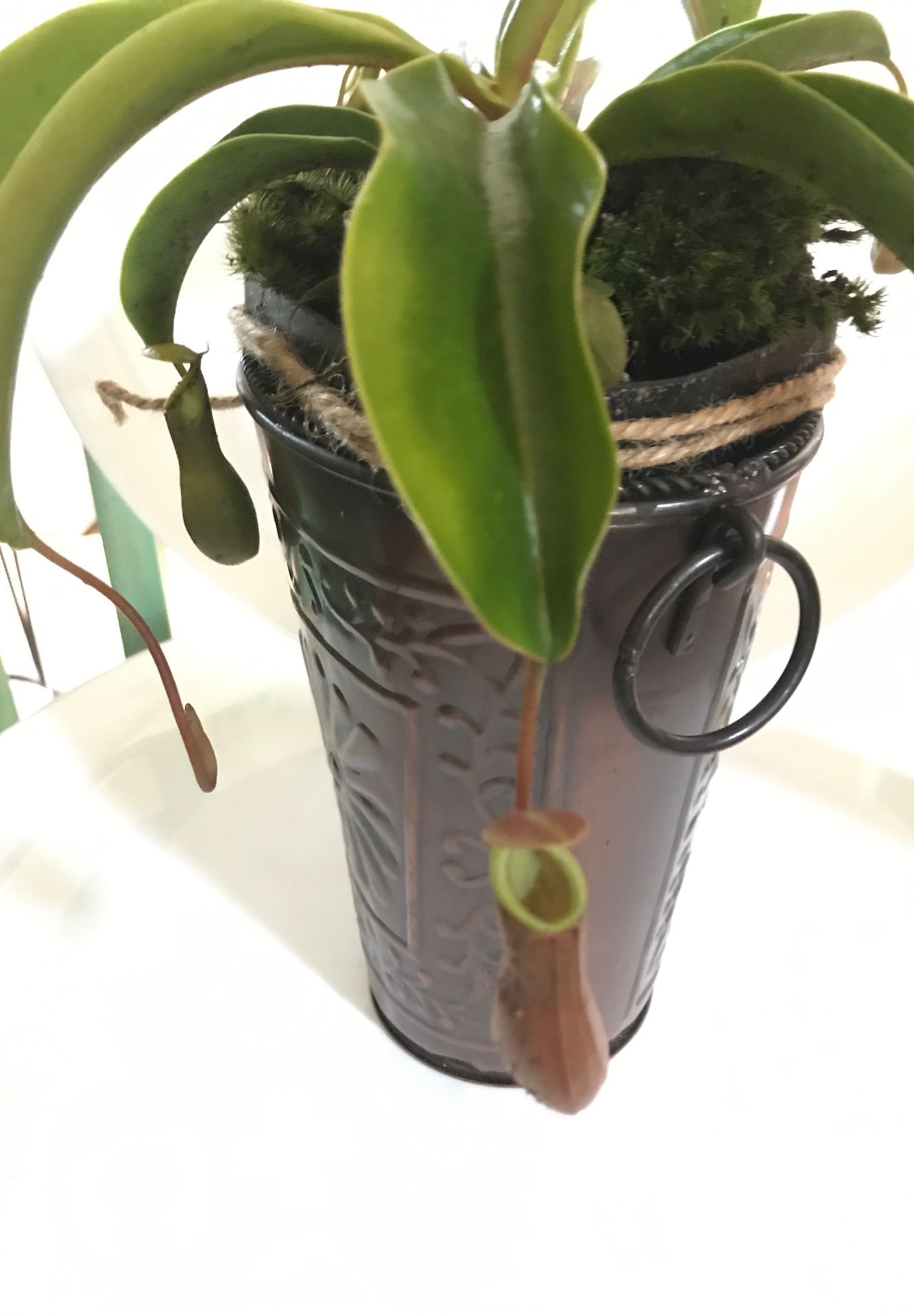 Live Pitcher Plant