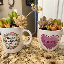  Beautiful Ceramic Mother’s Day Mugs Filled with Live Succulent Plants. Great gifts for moms! - $7 Each