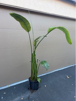 Large Banana Tree $60