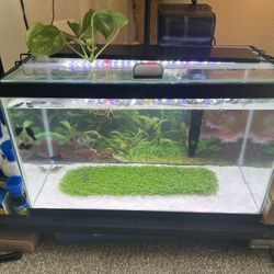 10 Gallon Functional Fish Tank