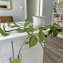 Pothos Living Plant 🌱 in a Ceramic 7/7 Pot $15