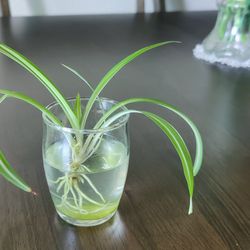 Spider Plant Starts